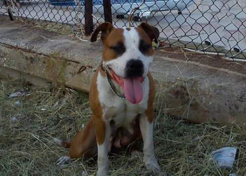 Χάθηκε Πίτμπουλ, Φωκίωνος Νέγρη