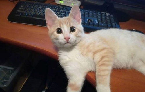 &Chi;ά&theta;&eta;&kappa;&epsilon; &Gamma;ά&tau;&alpha;, &alpha;&rho;&sigma;&epsilon;&nu;&iota;&kappa;ό &gamma;&alpha;&tau;ά&kappa;&iota;, &Epsilon;ύ&omicron;&sigma;&mu;&omicron;&sigmaf;