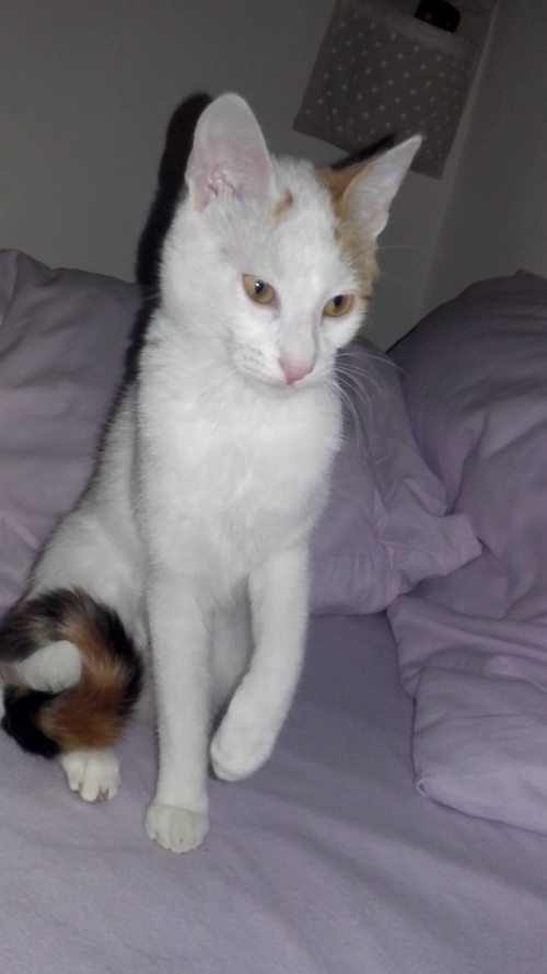 ΧΑΘΗΚΕ ΓΑΤΟΥΛΑ