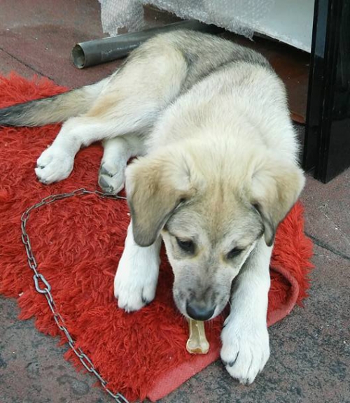 &Chi;ά&theta;&eta;&kappa;&epsilon; &kappa;&omicron;&upsilon;&tau;ά&beta;&iota;, &Epsilon;ύ&omicron;&sigma;&mu;&omicron;&sigmaf; &Theta;&epsilon;&sigma;/&nu;ί&kappa;&eta;&sigmaf;