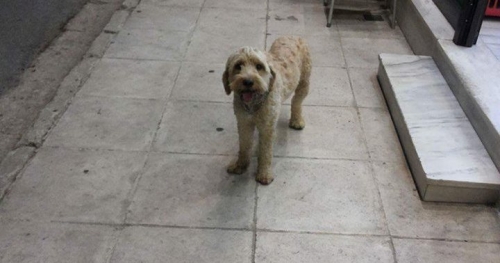 &Beta;&rho;έ&theta;&eta;&kappa;&epsilon; &mu;&pi;&epsilon;&zeta; &Gamma;&kappa;&rho;&iota;&phi;ό&nu;, Ί&lambda;&iota;&omicron;&nu;