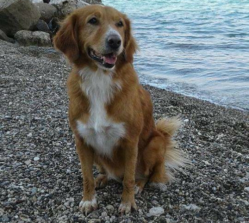 &Chi;ά&theta;&eta;&kappa;&epsilon; &kappa;&alpha;&phi;έ &sigma;&kappa;ύ&lambda;&omicron;&sigmaf;, &Iota;&sigma;&theta;&mu;ό&sigmaf; &Kappa;&omicron;&rho;ί&nu;&theta;&omicron;&upsilon;