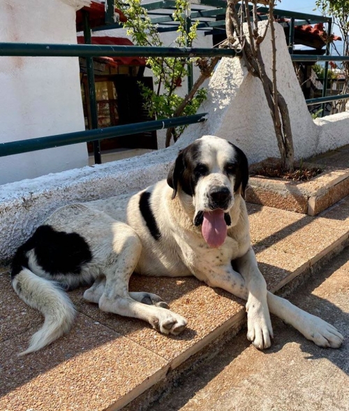 ΧΑΘΗΚΕ Ο ΙΒΑΝ ΣΤΗΝ ΠΑΤΡΑ!