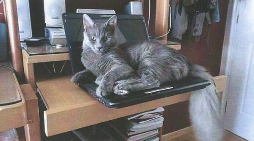 &Chi;ά&theta;&eta;&kappa;&epsilon; &gamma;ά&tau;&omicron;&sigmaf;, Ά&nu;&omega; &Gamma;&lambda;&upsilon;&phi;ά&delta;&alpha;