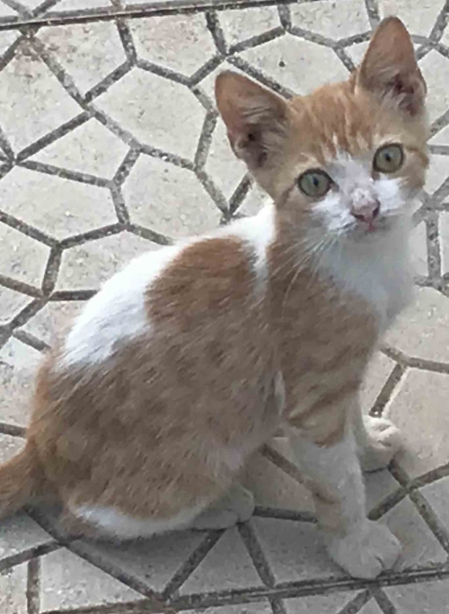 χαθηκε ο Jojo