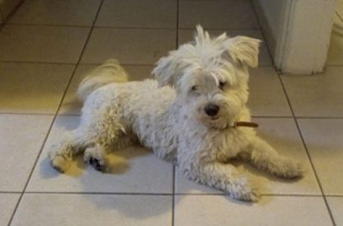 Βρέθηκε άσπρο Κανίς, Μαρούσι