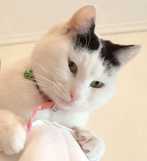 Χάθηκε ασπρόμαυρη γάτα, Μαρούσι