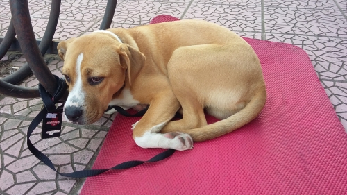 Βρέθηκε αρσενικός σκύλος, Βριλήσσια