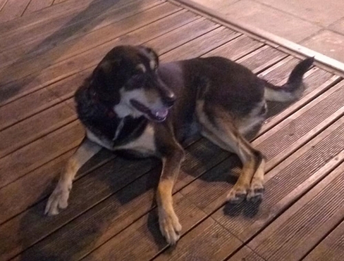 Βρέθηκε θηλυκός σκύλος, Σεπόλια