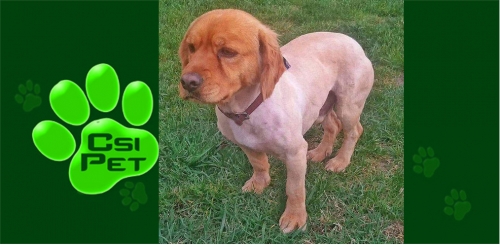 &Chi;ά&theta;&eta;&kappa;&epsilon; &alpha;&rho;&sigma;&epsilon;&nu;&iota;&kappa;ό &Sigma;&kappa;&upsilon;&lambda;ά&kappa;&iota;, &Theta;&epsilon;&sigma;&sigma;&alpha;&lambda;&omicron;&nu;ί&kappa;&eta;