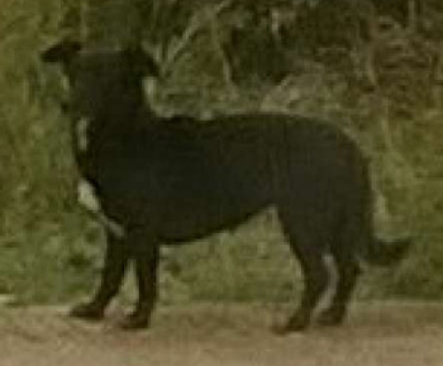 &Chi;ά&theta;&eta;&kappa;&epsilon; &mu;&alpha;ύ&rho;&omicron; &sigma;&kappa;&upsilon;&lambda;ί, &Pi;&iota;&kappa;έ&rho;&mu;&iota;