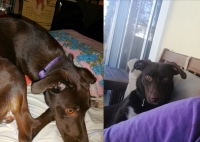 Βρέθηκε καφέ σκύλος, Κολωνός