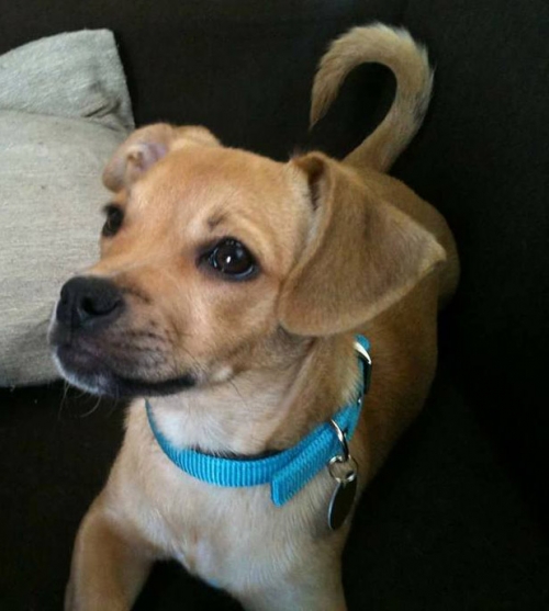 Χάθηκε καφέ σκυλάκι, Μαρούσι