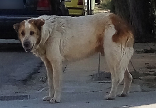 Βρέθηκε σκύλος, Μαρούσι