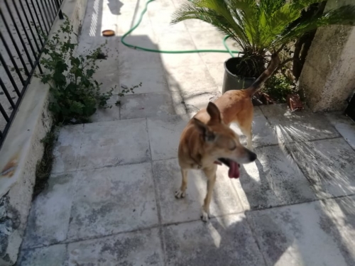 Βρεθηκε σκυλακι