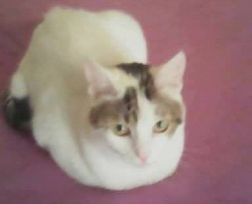 &Chi;ά&theta;&eta;&kappa;&epsilon; ά&sigma;&pi;&rho;&omicron;&sigmaf; &gamma;ά&tau;&omicron;&sigmaf;, &Kappa;&alpha;&lambda;&omicron;&gamma;&rho;έ&zeta;&alpha;