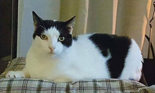 &Chi;ά&theta;&eta;&kappa;&epsilon; &gamma;ά&tau;&omicron;&sigmaf;, &Sigma;ύ&rho;&omicron;&sigmaf;