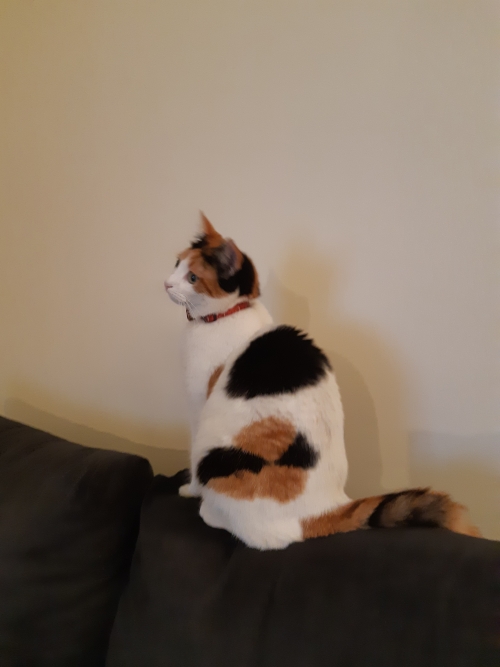 ΧΑΘΗΚΕ ΓΑΤΟΥΛΑ