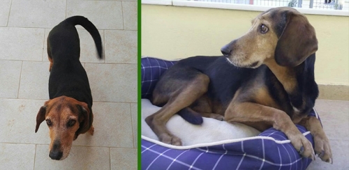 Χάθηκε σκύλος, Νέος Βουτσάς