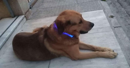 Βρέθηκε καφέ σκύλος, Νίκαια