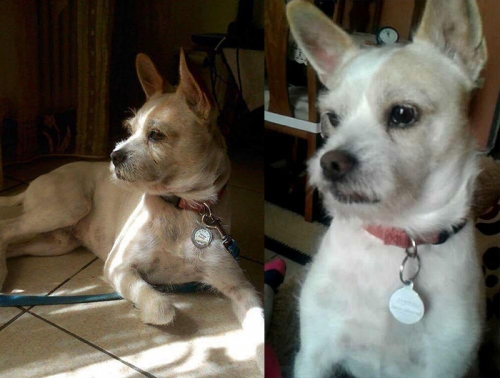 Χάθηκε ημίαιμο Κανίς Τερριέ, Βόλος