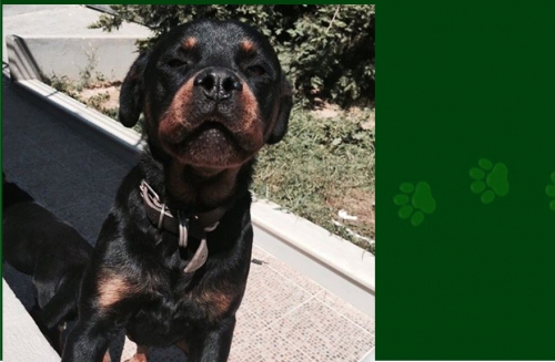 Χάθηκε Σκύλος, θηλυκό Ροτβάιλερ, Λούτσα