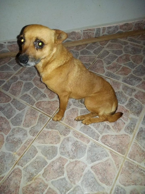 &Beta;&rho;έ&theta;&eta;&kappa;&epsilon; &mu;&pi;&epsilon;&zeta; &Tau;&sigma;&iota;&omicron;&upsilon;ά&omicron;&upsilon;&alpha;, &Omega;&rho;&omega;&pi;ό&sigmaf;