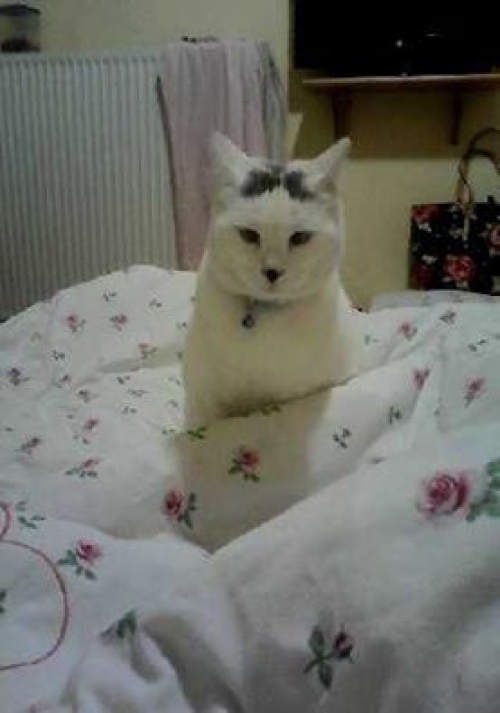 Χάθηκε γάτος, Άνω Νέα Σμύρνη