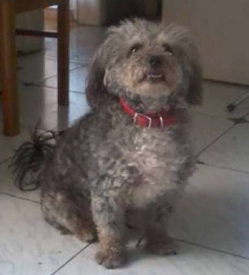 &Chi;ά&theta;&eta;&kappa;&epsilon; &alpha;&rho;&sigma;&epsilon;&nu;&iota;&kappa;ό &gamma;&kappa;&rho;&iota;&phi;ό&nu; &kappa;&alpha;&nu;ί&sigmaf;