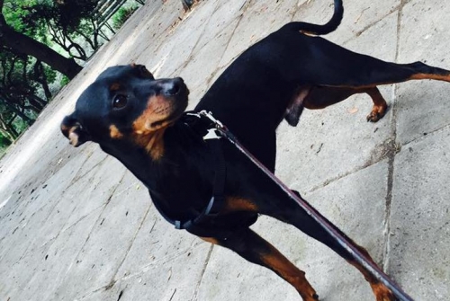 Χάθηκε μαύρο Πίνσερ, Αγιος Ιωάννης