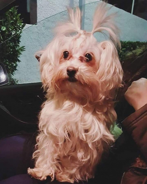 Χάθηκε λευκό θηλυκό Μαλτεζακι στο Μενίδι